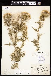 Cirsium vulgare image