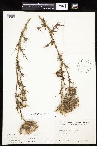 Image of Cirsium vulgare