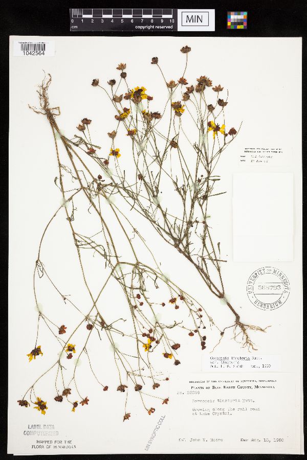 Coreopsis tinctoria image