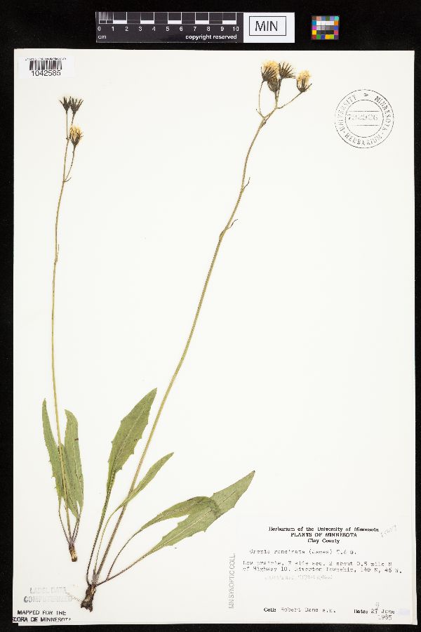 Crepis runcinata subsp. runcinata image