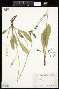Crepis runcinata subsp. runcinata image