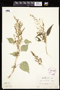 Image of Cyclachaena xanthiifolia
