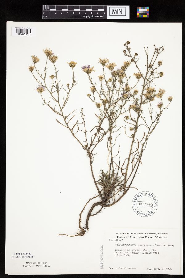 Dieteria canescens image