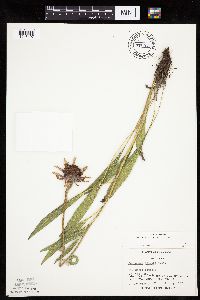Image of Echinacea angustifolia