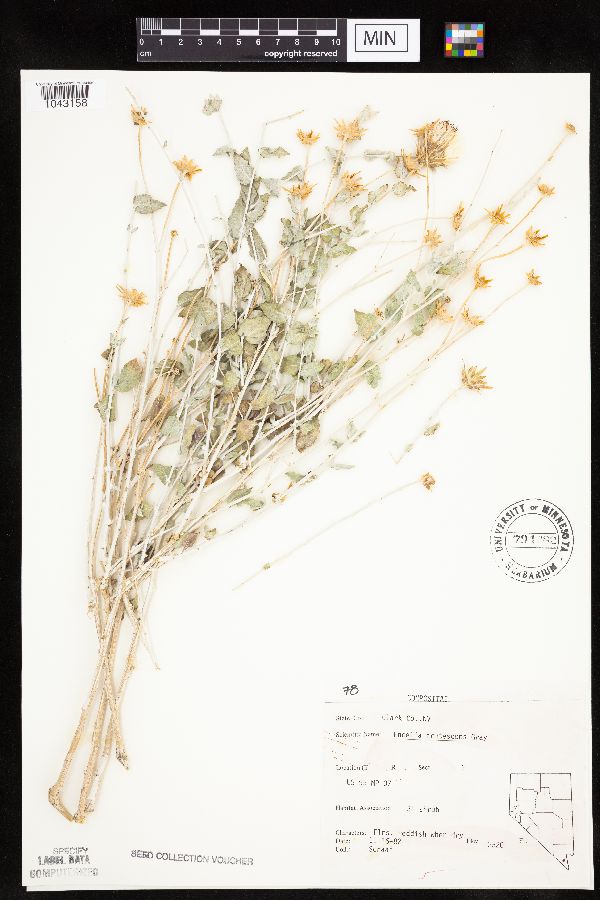 Encelia frutescens image