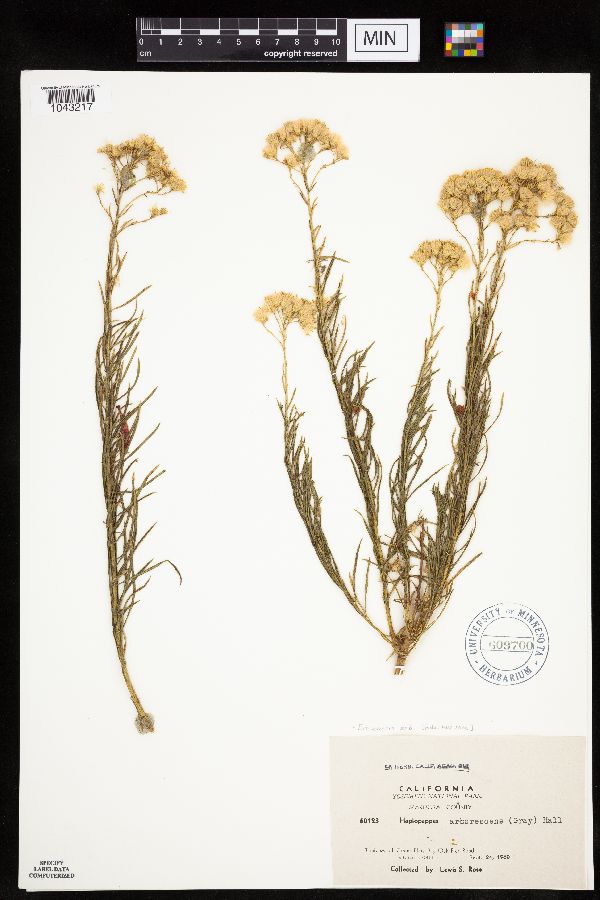 Ericameria arborescens image