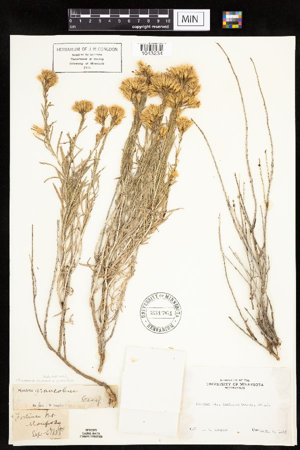 Ericameria nauseosa var. graveolens image