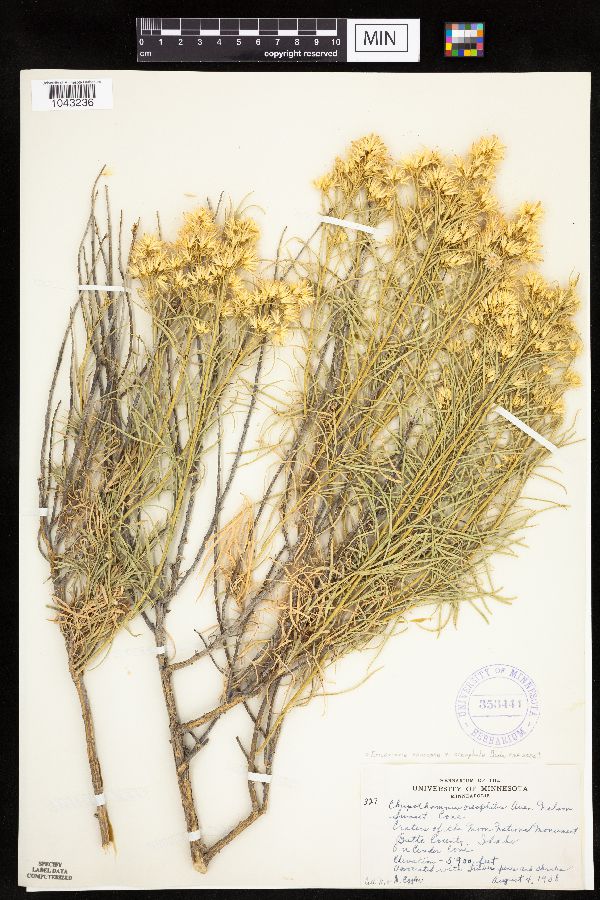 Ericameria nauseosa var. oerophila image