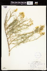 Ericameria nauseosa var. oerophila image