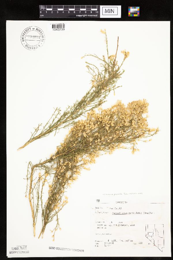 Ericameria paniculata image