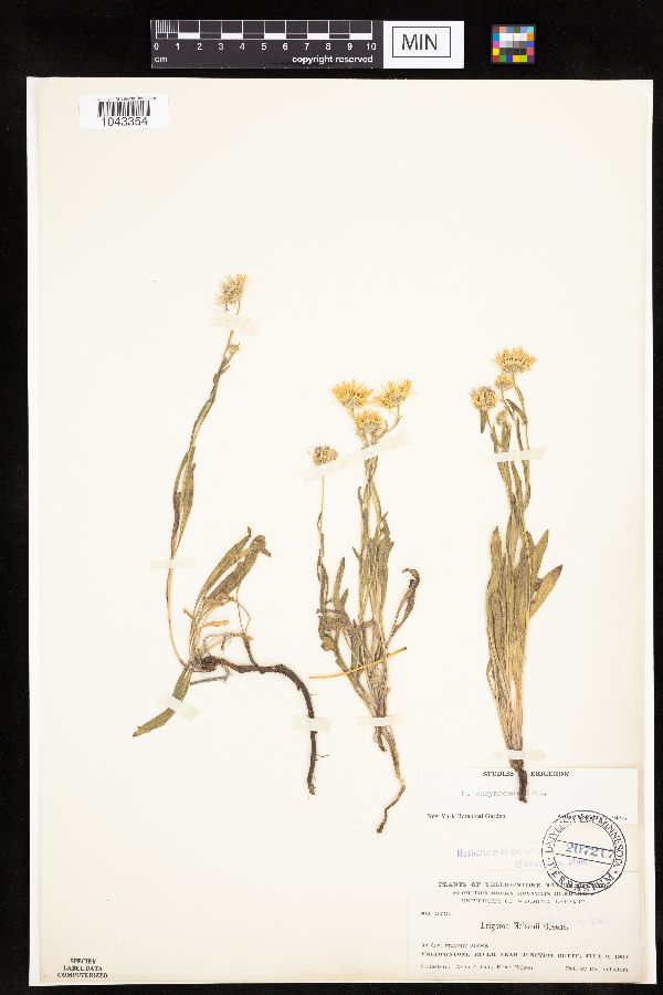 Erigeron corymbosus image