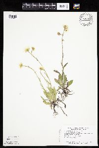 Erigeron glabellus var. pubescens image