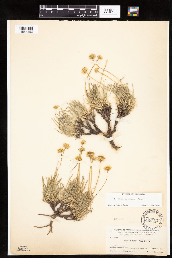 Erigeron linearis image