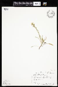 Image of Erigeron lonchophyllus
