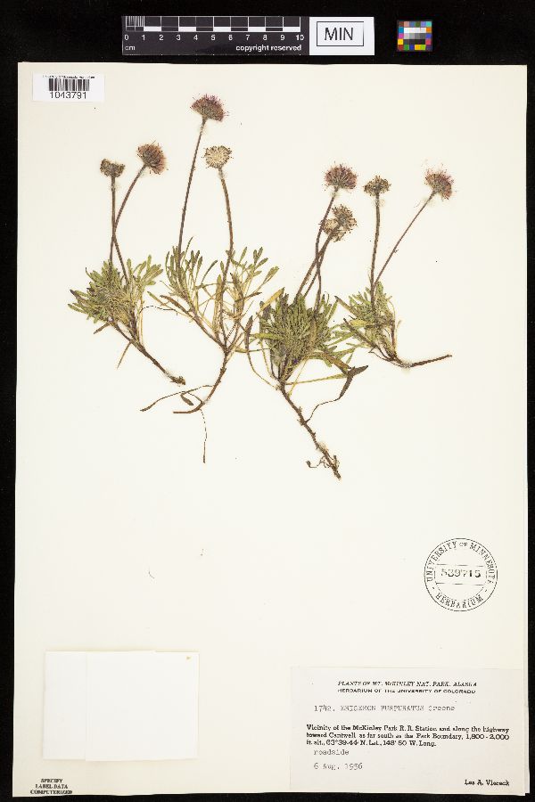 Erigeron purpuratus image