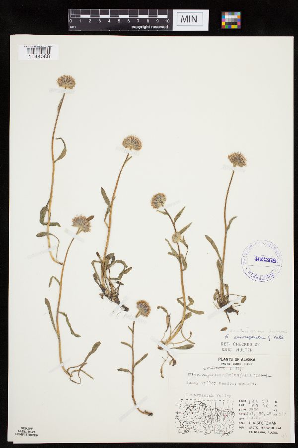 Erigeron uniflorus var. eriocephalus image