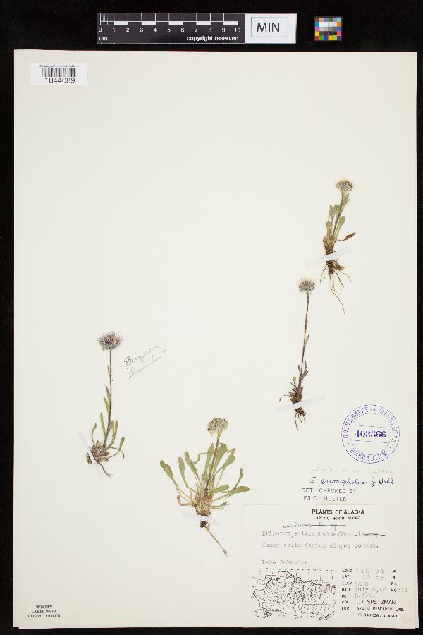 Erigeron uniflorus var. eriocephalus image