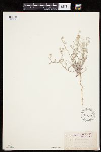 Image of Eriophyllum ambiguum