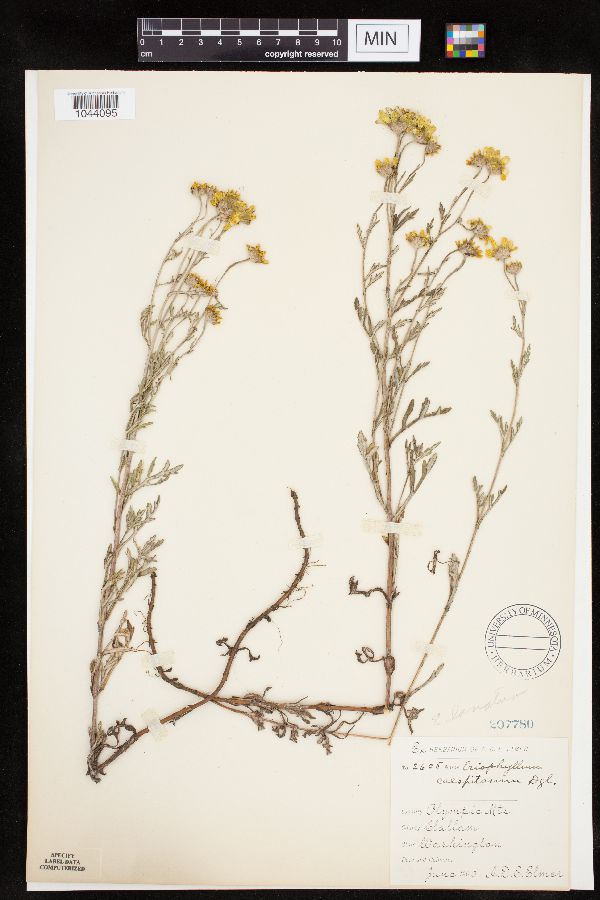 Eriophyllum lanatum image