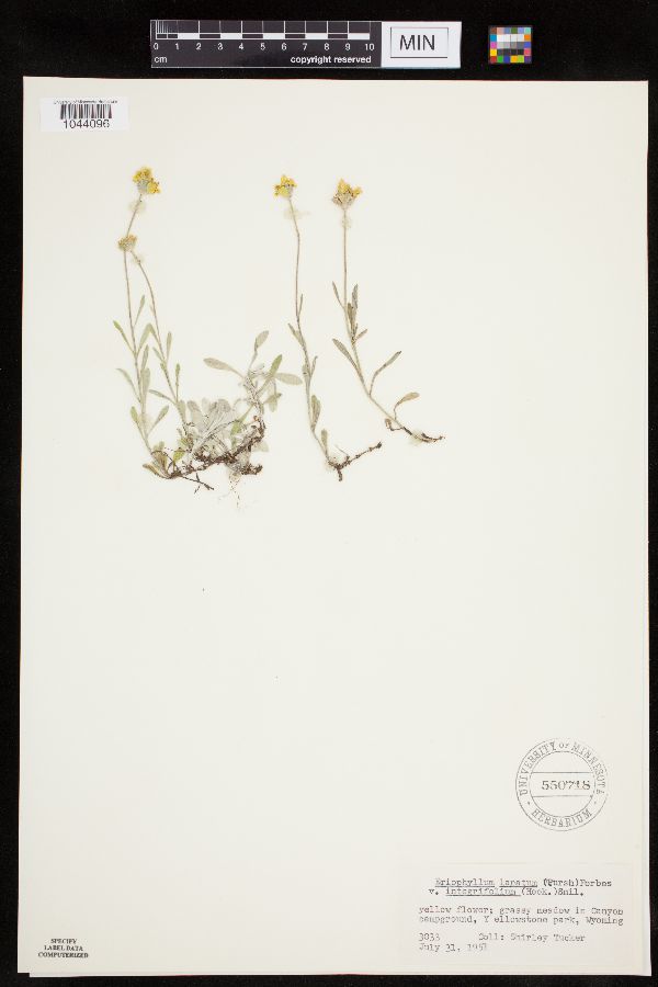 Eriophyllum lanatum var. integrifolium image