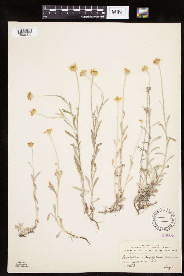 Eriophyllum lanatum image