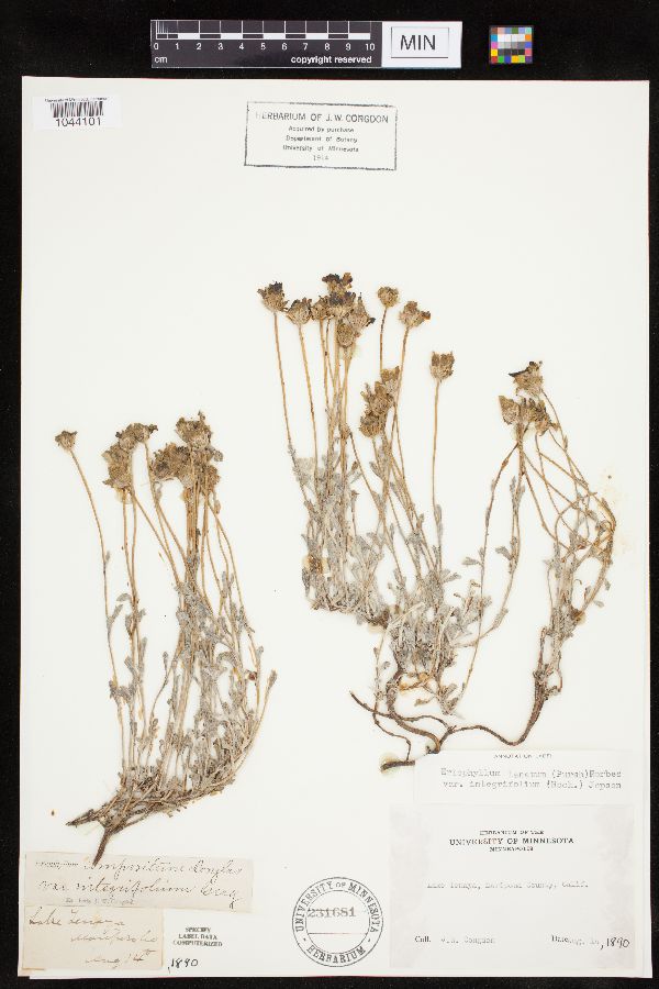 Eriophyllum image