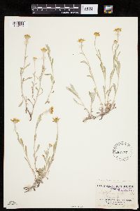 Eriophyllum lanatum var. lanatum image