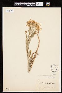 Eucephalus ledophyllus image