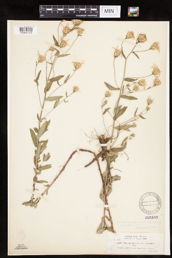 Eucephalus ledophyllus var. covillei image