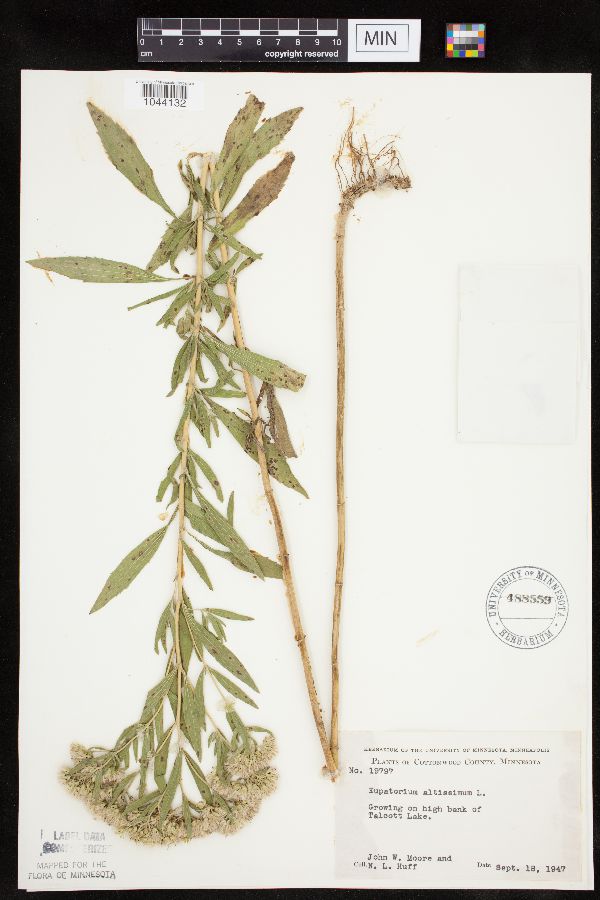 Eupatorium altissimum image