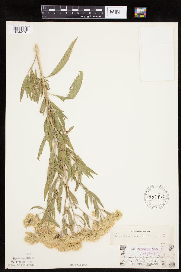 Eupatorium altissimum image