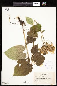 Eurybia macrophylla image