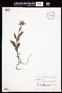 Eurybia sibirica image