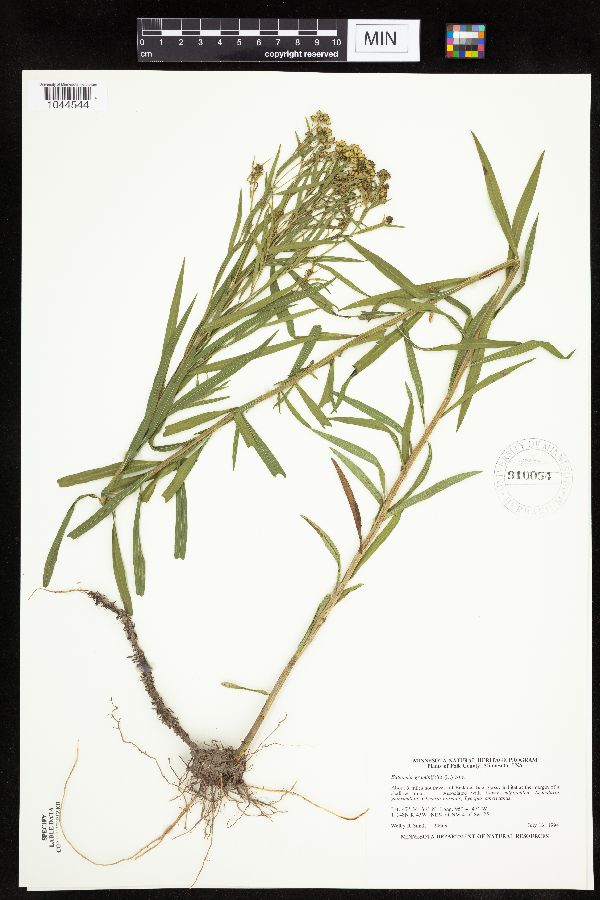 Euthamia graminifolia image