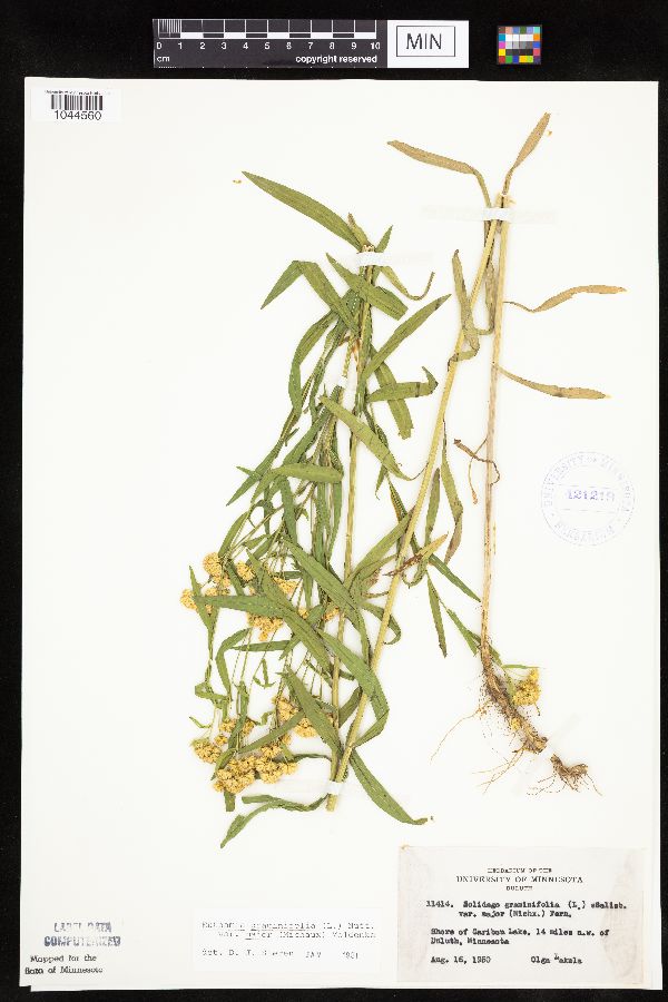 Euthamia graminifolia image