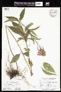 Eutrochium maculatum image