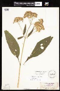 Eutrochium purpureum var. holzingeri image