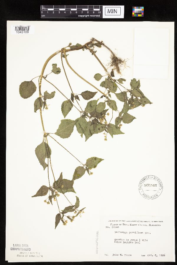 Galinsoga parviflora var. parviflora image