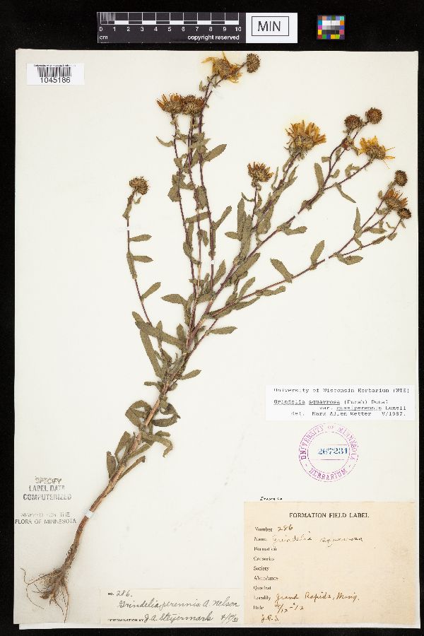 Grindelia hirsutula image