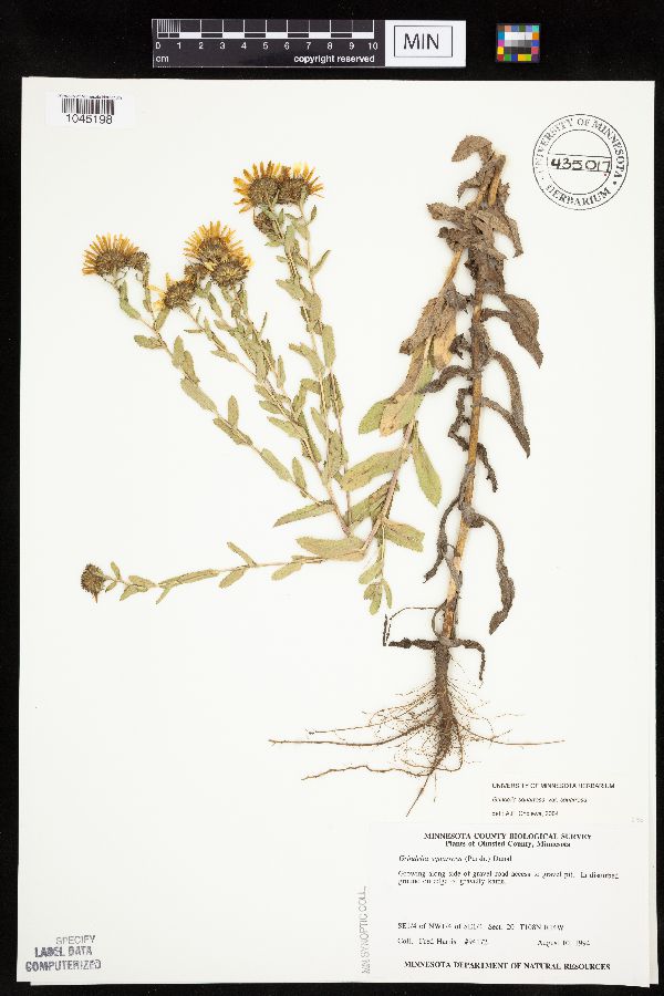 Grindelia squarrosa image