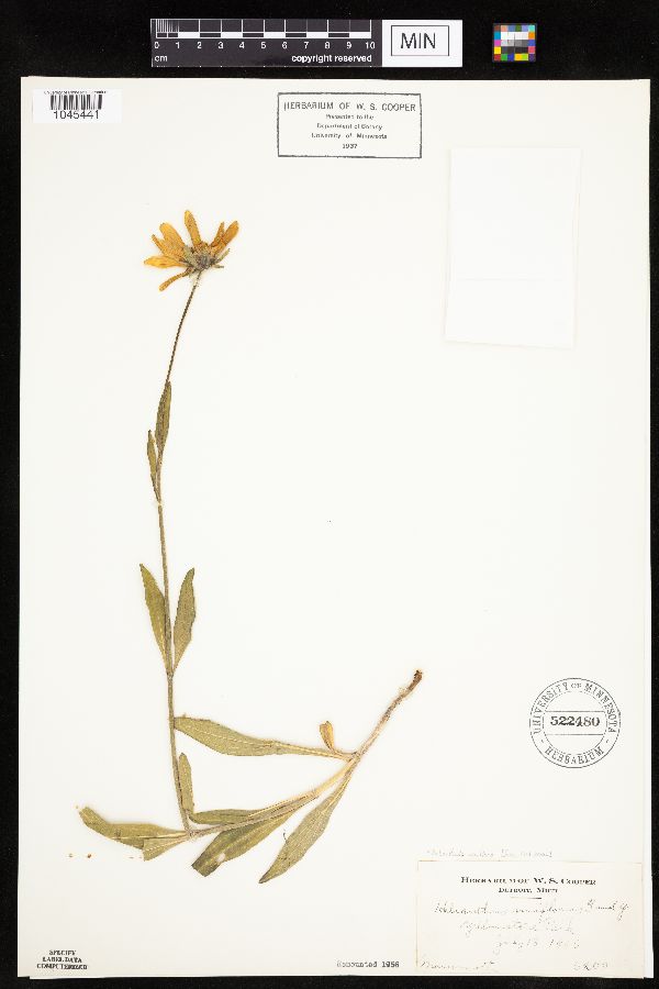 Helianthella uniflora image