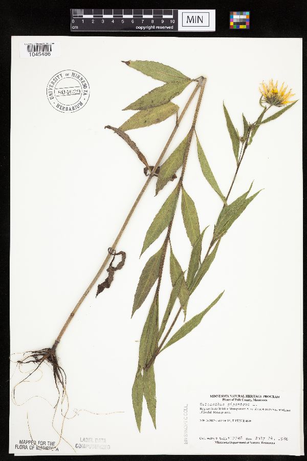 Helianthus nuttallii image