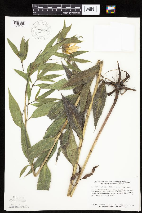 Helianthus grosseserratus image