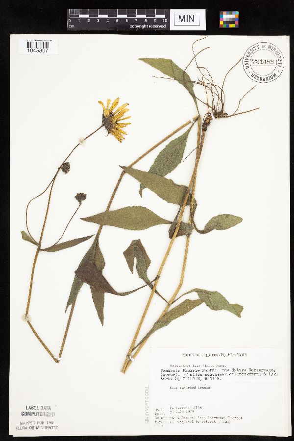 Helianthus x laetiflorus image