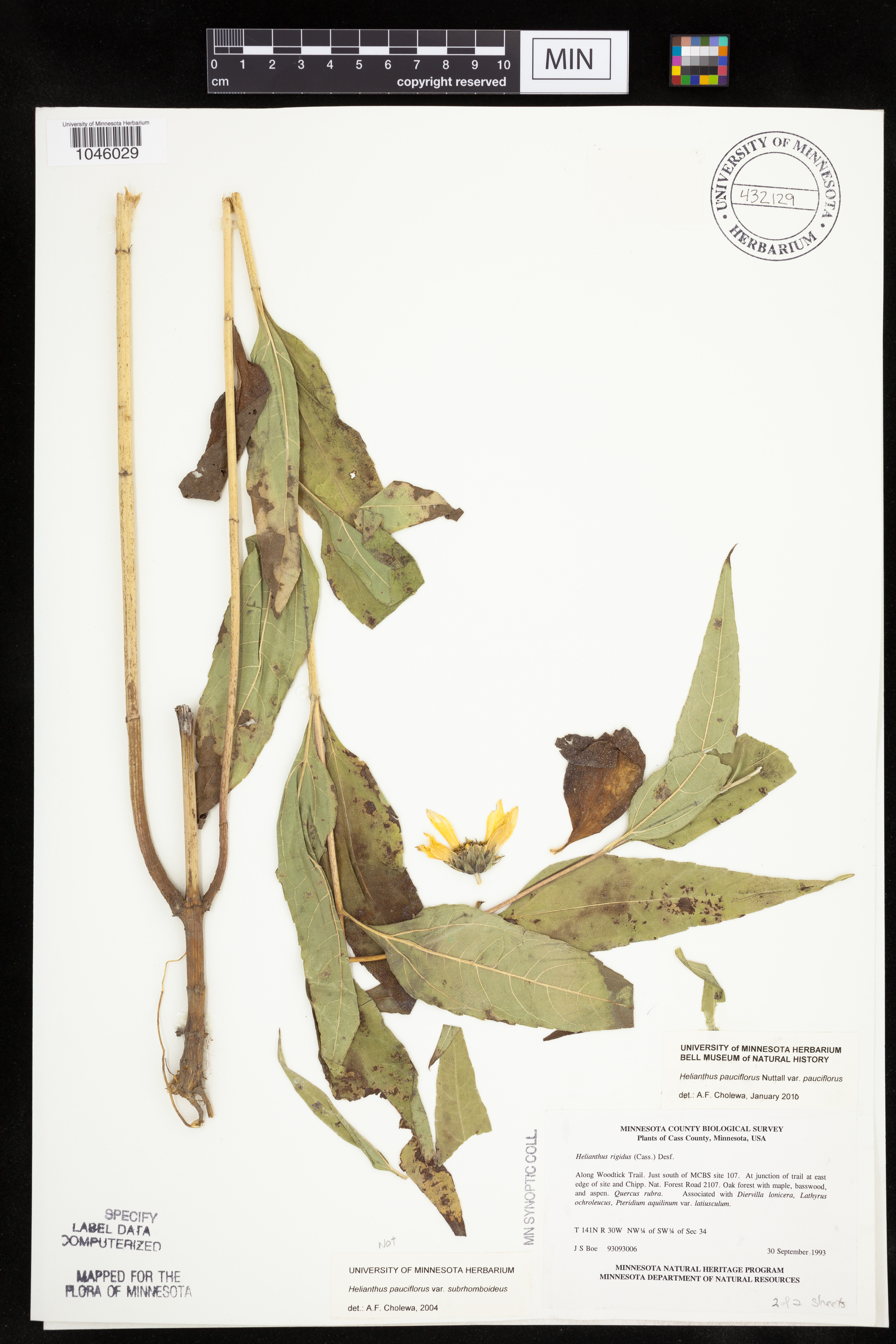 La INKA-cetriolo esotiche Rank e-pianta ornamentale 
