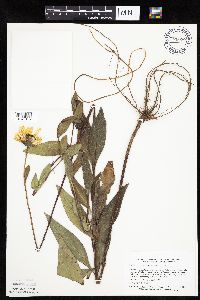Helianthus pauciflorus subsp. pauciflorus image