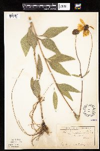 Helianthus pauciflorus image