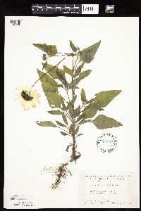Helianthus petiolaris subsp. petiolaris image