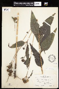 Helianthus tuberosus image