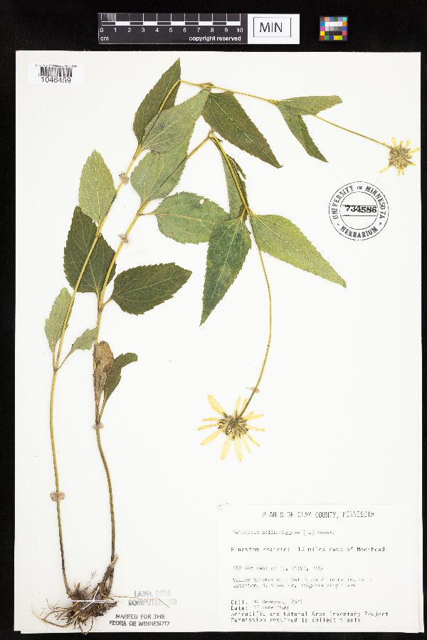 Heliopsis helianthoides var. scabra image
